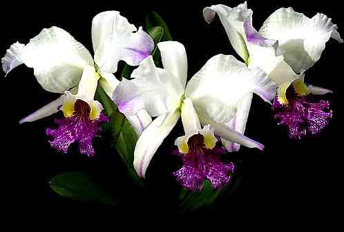 Cattleya lueddemaniana semialba